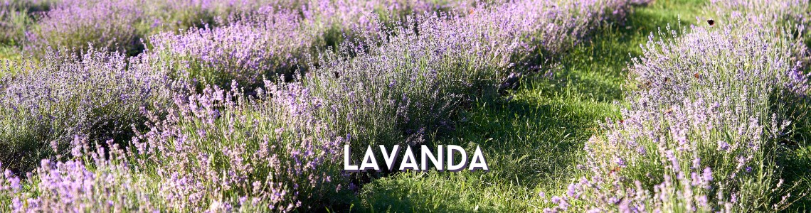 Lavanda