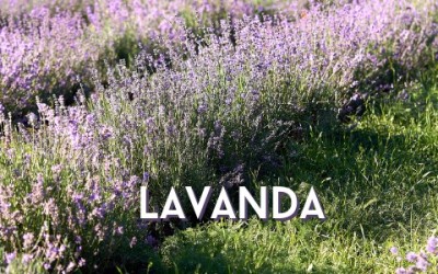 Lavanda